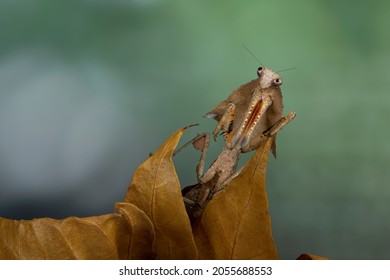 Dead Leaf Praying Mantis Camouflage On Dry Leaves.