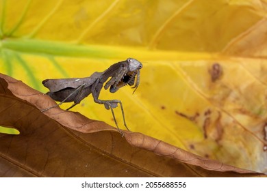 Dead Leaf Praying Mantis Camouflage On Dry Leaves.