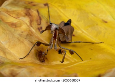 Dead Leaf Praying Mantis Camouflage On Dry Leaves.