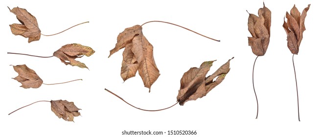 Dead leaf set on the White Blackground