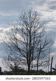 A dead, leafless old tree against a blue sky background.