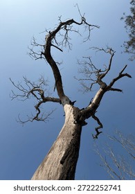 A dead, leafless tree reaching toward a clear blue sky. The stark, skeletal branches and the missing bark at the base highlight a theme of decay or wildfire aftermath.

