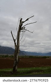 Dead leafless tree standing alone against overcast sky and mountain landscape