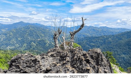 A dead or leafless tree standing on a rugged rock formation with a vast scenic background of lush green mountain ranges and a cloudy blue sky.