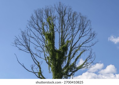 Dead, leafless tree with tangled branches covered in green climbing ivy vine. powerful symbol of nature, resilience and cycle of life against bright blue sky