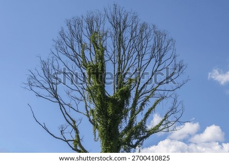 Dead, leafless tree with tangled branches covered in green climbing ivy vine. powerful symbol of nature, resilience and cycle of life against bright blue sky
