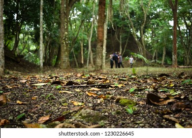 Dead Leafs On The Belize Jungle Floor