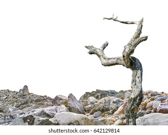 Dead Leaveless Tree Photo At Rocky Ground Isolated On White Background