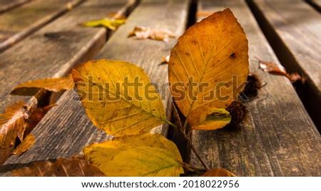 Dead leaves on the bench. Fall and autumn background. Foliage in Monti Simbruini national park, Lazio, Italy. 