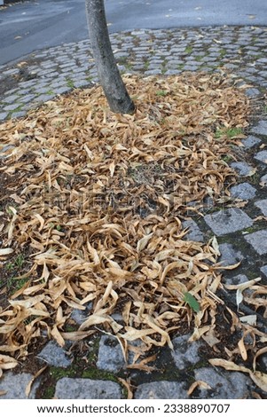 Dead leaves on the ground