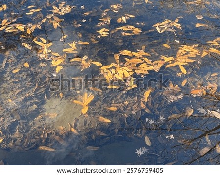 Dead leaves sinking into the pond.