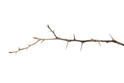 Dead Lemon Branches Of A Tree, Dry Tree Branch, Dry Branches With Cracked Dark Bark, Lemon Branch With Thorns Isolated On White Background.