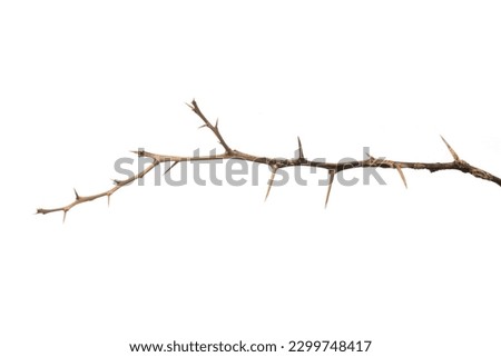 Dead lemon branches of a tree, Dry tree branch, Dry branches with cracked dark bark, Lemon branch with thorns Isolated on white background. 商業照片 © 