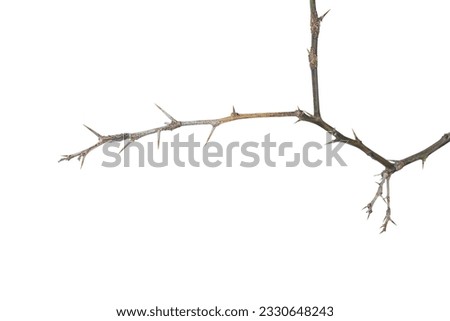 Dead lemon branches of a tree, Dry tree branch, Dry branches with cracked dark bark, Lemon branch with thorns Isolated on white background.