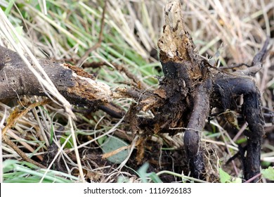 Dead Lemon Tree, Foot And Root Rot Which Fungus Is Causing The Problem