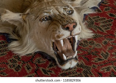 Dead Lion Exposing Full Head, Used As A Floor Rug.