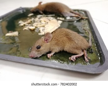 167 Dead shrew Images, Stock Photos & Vectors | Shutterstock