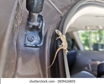 1,338 Lizard on car Images, Stock Photos & Vectors | Shutterstock