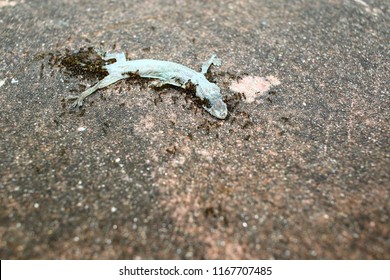 Dead lizard food of ants. - Shutterstock ID 1167707485