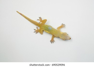 Dead lizard white background