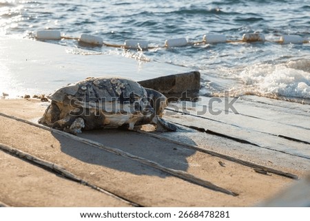 A dead loggerhead sea turtle lies on a dock as waves gently lap at its shell under a sunny sky. Coastal location shows signs of habitat.