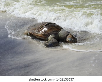 121 Rotting turtle Images, Stock Photos & Vectors | Shutterstock