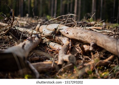 Dead Lumber In Swedish Forest