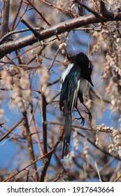 Dead Magpie Hanging From A Tree Branch