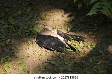 Dead Magpie On The Ground