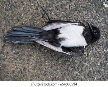 Dead Magpie On The Road