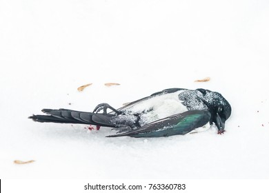 Dead Magpie Piet On The Bloody Snow