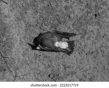 A Dead Magpie, A Symbol Of Death And Rebirth.