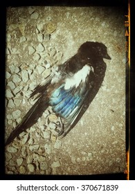 Dead Magpie, Victim Of Road Kill