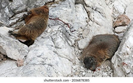 Dead Marmot After A Fight