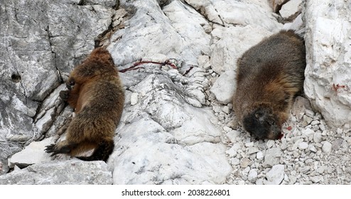 Dead Marmot After A Fight