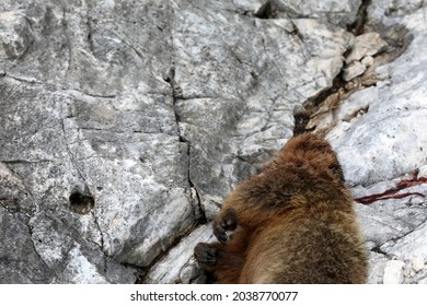 Dead Marmot After A Fight