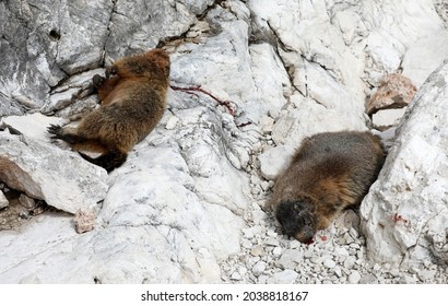 Dead Marmot After A Fight