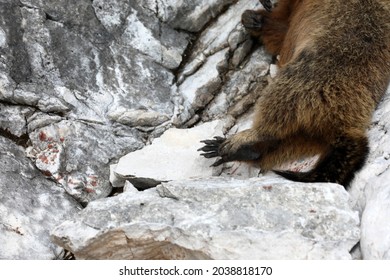 Dead Marmot After A Fight