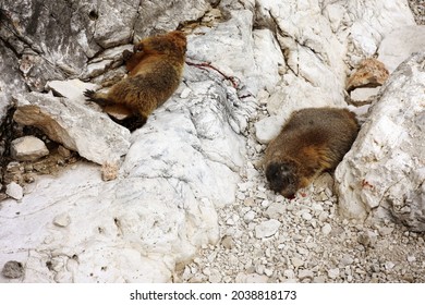 Dead Marmot After A Fight