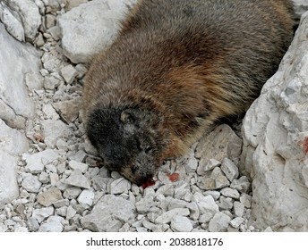 Dead Marmot After A Fight