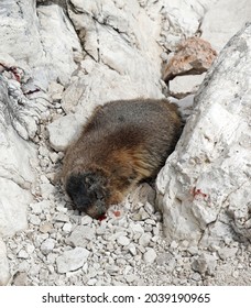 Dead Marmot After A Fight