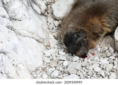 Dead Marmot After A Fight