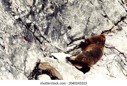 Dead Marmot After A Fight