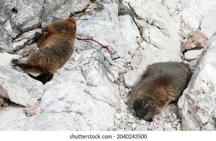 Dead Marmot After A Fight