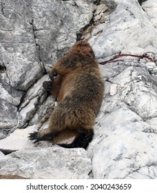 Dead Marmot After A Fight