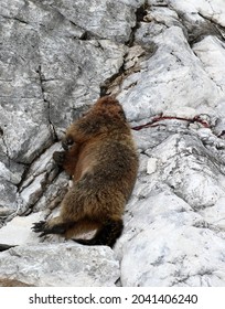 Dead Marmot After A Fight