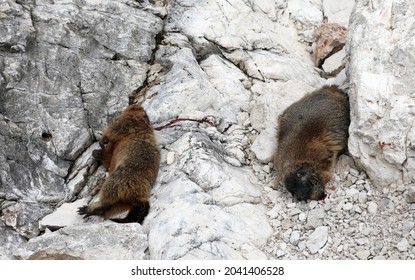 Dead Marmot After A Fight