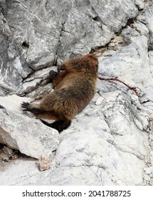 Dead Marmot After A Fight