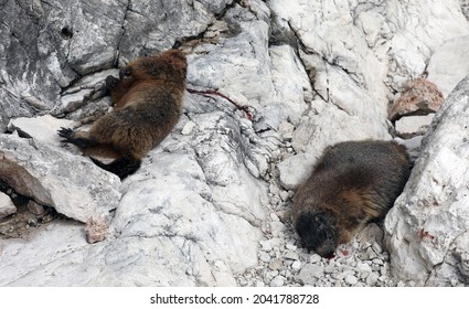 Dead Marmot After A Fight