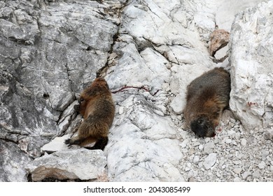 Dead Marmot After A Fight